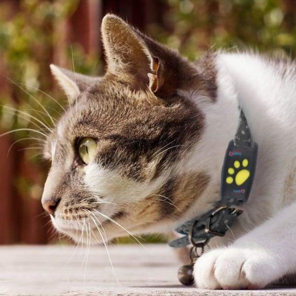 Intelligenter GPS-Tracker für Katzen